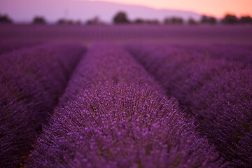 Image showing levender field france