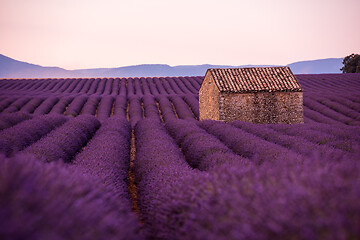 Image showing purple lavender flowers field with lonely old stone house