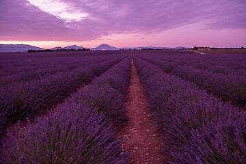 Image showing levender field france