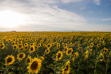 Image showing sunflower field