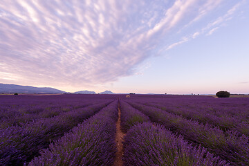 Image showing purple lavender flowers field with lonely old stone house