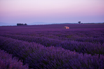 Image showing levender field france