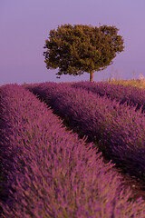 Image showing purple lavender flowers field with lonely tree