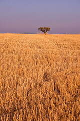 Image showing single tree on harvested field