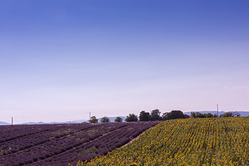 Image showing lavender and sunflower field france