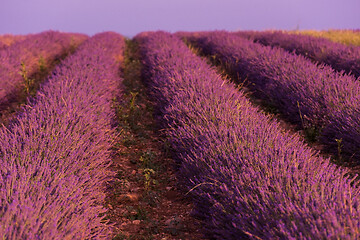 Image showing levender field france