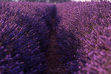 Image showing closeup purple lavender field