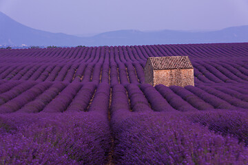 Image showing purple lavender flowers field with lonely old stone house