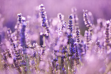 Image showing closeup purple lavender field