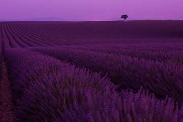 Image showing purple lavender flowers field with lonely tree on night