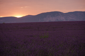 Image showing levender field france