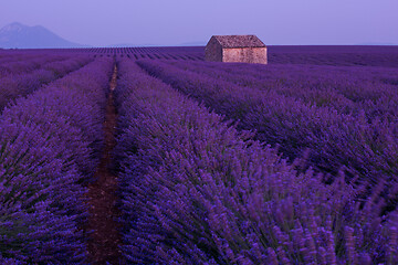 Image showing purple lavender flowers field with lonely old stone house