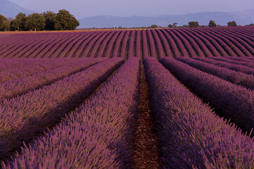 Image showing levender field france