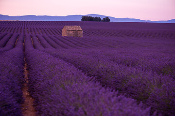 Image showing purple lavender flowers field with lonely old stone house