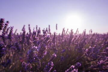 Image showing closeup purple lavender field