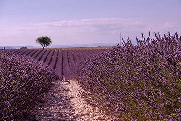 Image showing purple lavender flowers field with lonely tree