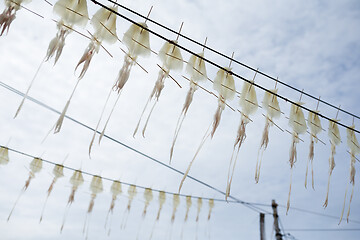 Image showing Drying squid with blue sky