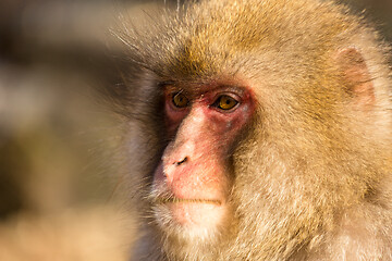 Image showing Monkey in Japan