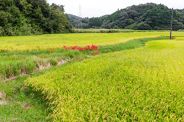 Image showing Paddy rice field