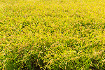 Image showing Green Paddy rice field