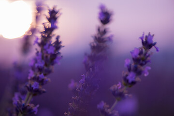 Image showing closeup purple lavender field