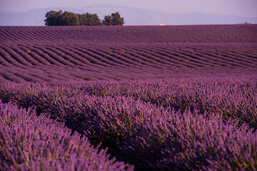 Image showing levender field france