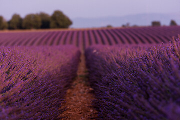 Image showing levender field france