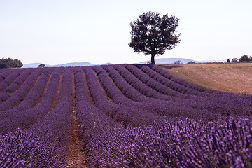 Image showing purple lavender flowers field with lonely tree