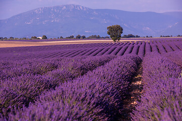 Image showing levender field france