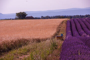 Image showing levender field france