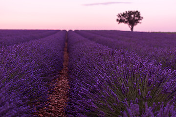 Image showing purple lavender flowers field with lonely tree