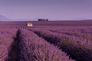 Image showing purple lavender flowers field with lonely old stone house