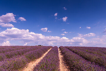 Image showing closeup purple lavender field