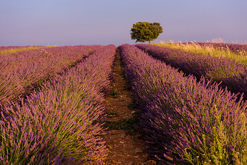 Image showing purple lavender flowers field with lonely tree