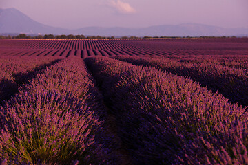 Image showing levender field france