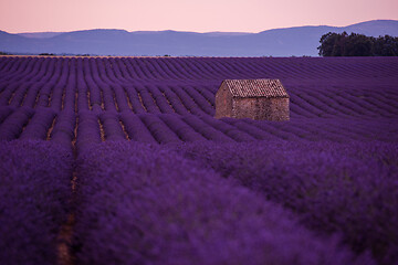 Image showing purple lavender flowers field with lonely old stone house