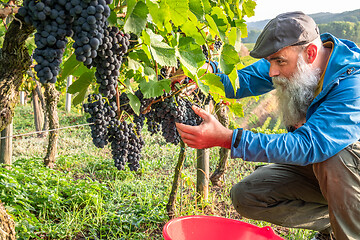 Image showing a vineyard red grapes harvest