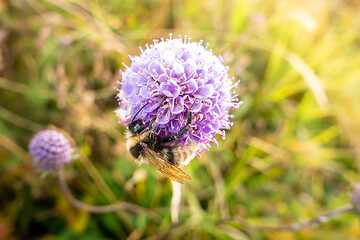 Image showing bee on a purple flower
