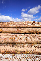 Image showing stack of wood in the forest