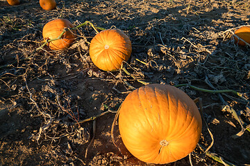 Image showing typical field of pumpkin