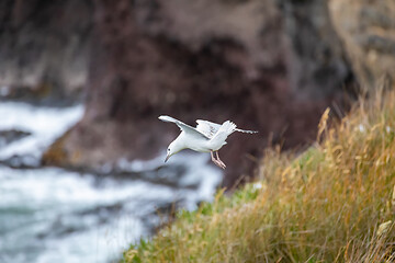 Image showing seagull flying over the ocean