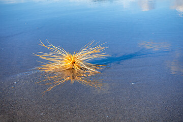 Image showing dry plant at the beach