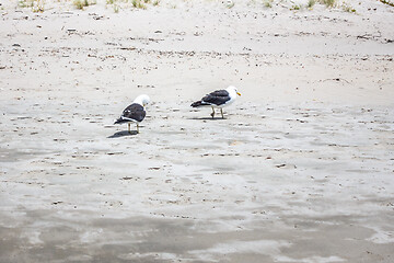 Image showing Seagulls on the beach