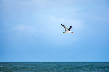 Image showing seagull flying over the ocean