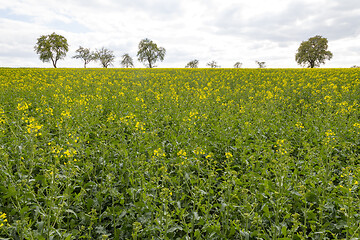 Image showing field of rapeseed at spring time