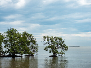 Image showing Mangrove trees in Thailand