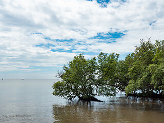 Image showing Mangrove trees in Thailand