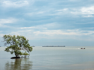 Image showing Mangrove trees in Thailand