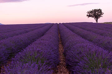 Image showing purple lavender flowers field with lonely tree