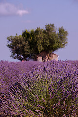 Image showing purple lavender flowers field with lonely tree